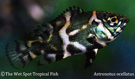Astronotus ocellatus WILD