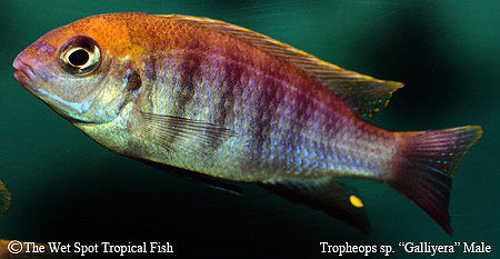 Tropheops sp. "Macrophthalmus Gallireya" Male