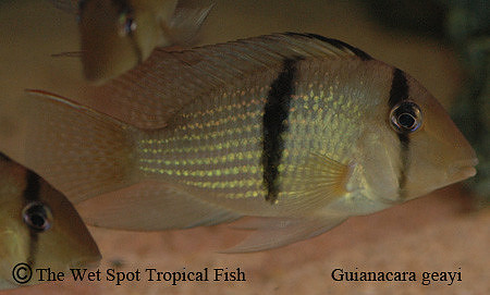 Guianacara geayi - Bandit Cichlid