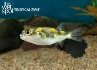 Colomesus asellus "South American Puffer"