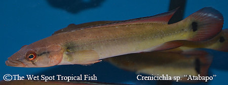 Crenicichla sp. "Atabapo"