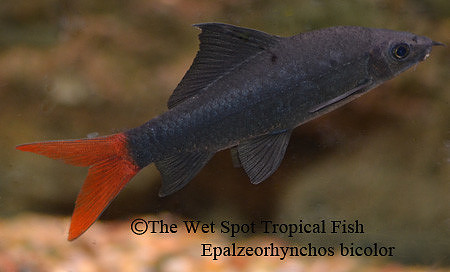 Epalzeorhynchos bicolor - Red Tail Shark