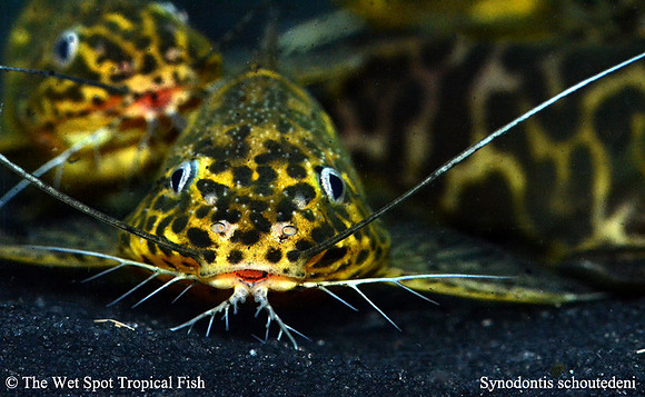 Synodontis schoutendeni - Yellow Marbled Squeaker Cat