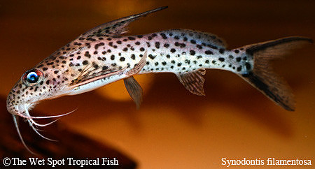 Synodontis filamentosus - Long Fin Squeaker Cat
