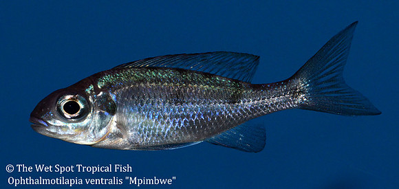 Ophthalmotilapia ventralis "Mpimbwe"
