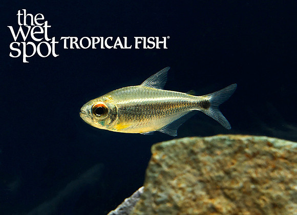 Moenkhausia heikoi - Xingu Black Neon