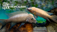 Neolamprologus longicaudatus"Ubwari Buescheri"