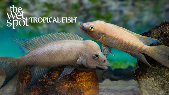 Neolamprologus longicaudatus"Ubwari Buescheri"