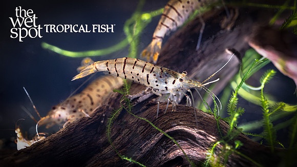 king gCaridina cantonensis "King Galaxy Tiger Shrimp"alaxy shrimp