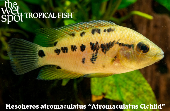Cichlasoma atromaculatum