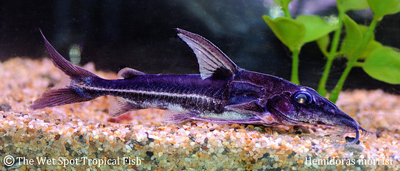 Hemidoras morrisi - Green Turushuki Cat