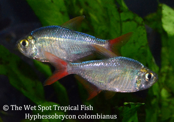 Hyphessobrycon colombianus - Red & Blue Colombian Tetra