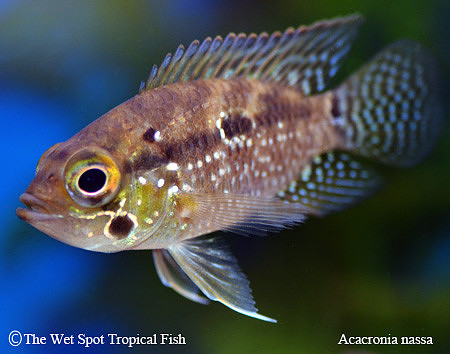 Acaronia nassa - Basket Mouth Acara