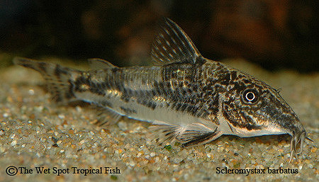 Scleromystax barbatus - Bearded Cory
