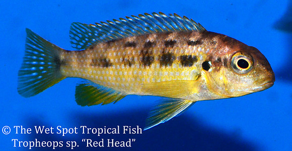 Tropheops sp. "Red Head"