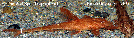 Red Whiptail Cat - Rineloricaria sp. L010a