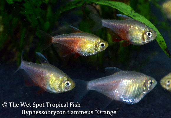 Hyphessobrycon flammeus - Flame Tetra