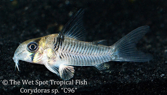 Corydoras sp. C096