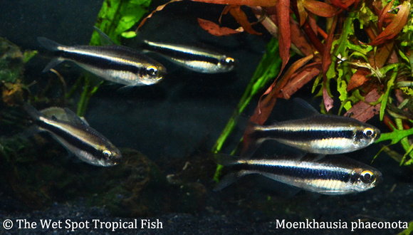Moenkhausia phaeonota - Piaba Tetra