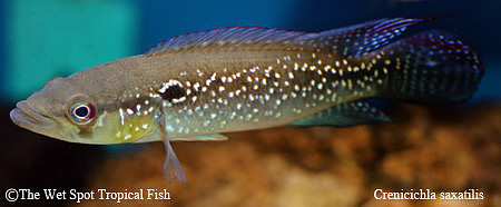 Crenicichla saxatilis