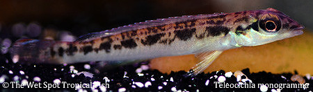 Teleocichla monogramma