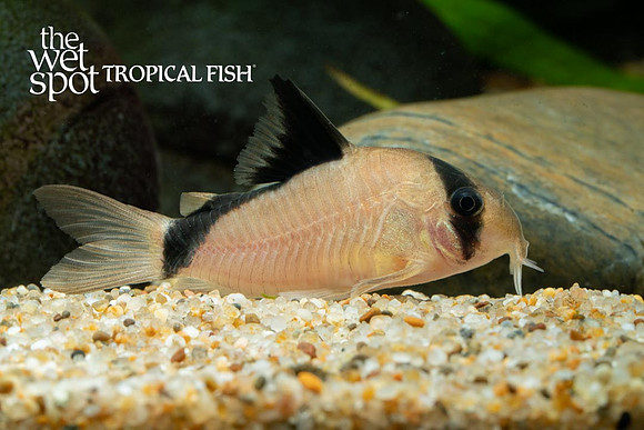 Corydoras metae - Bandit Cory