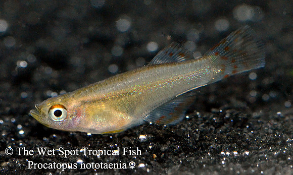 Nototaenia Killi "Edea" - Procatapus nototaenia female