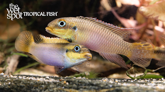 Pelvicachromis kribensis"Taeniatus Kienke"