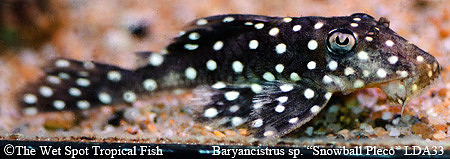 Baryancistrus sp. Snowball LDA033