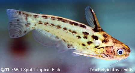 Trachelyichthys exilis - Peruvian Wood Cat