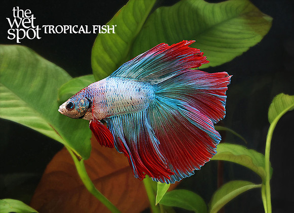 halfmoon double tail betta