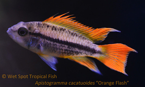 Apistogramma cacatuoides "Orange Flash"