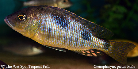 Ctenopharynx pictus Male