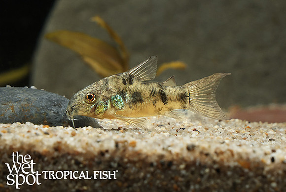 Corydoras sterbai peppered cory