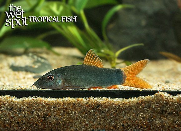 Yasuhikotakia modesta "Red Tail Loach"