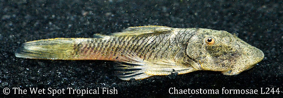 Chaetostoma formosae "Rubberlip Pleco"