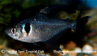 Hyphessobrycon megalopterus - Black Phantom Tetra