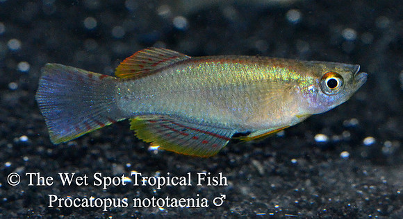 Nototaenia Killi "Edea" - Procatapus nototaenia