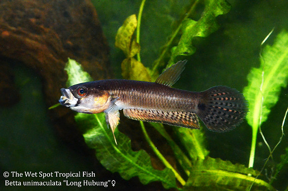 Betta unimaculata "Long Hubung" - Gold Dragon Betta, Female