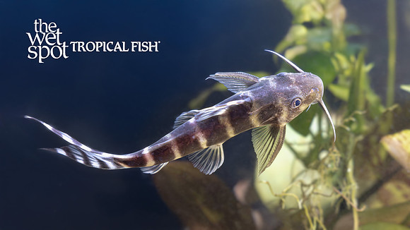 Synodontis brichardi