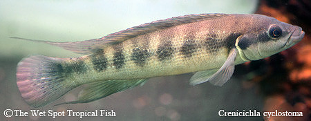 Crenicichla cyclostoma