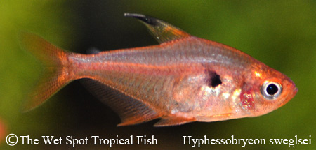 Hyphessobrycon sweglesi - Red Phantom Tetra