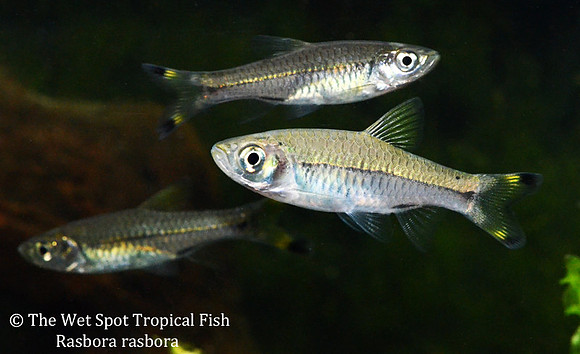 Rasbora rasbora - Yellow Scissortail Rasbora