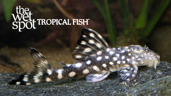 Hypancistrus inspector "L102"