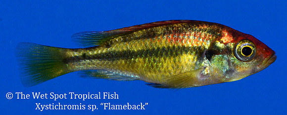 Xystichromis sp. Flameback