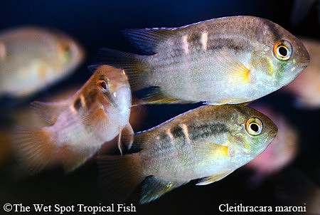 Cleithracara maroni - Keyhole Cichlid