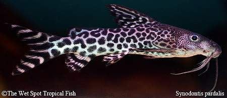 Synodontis pardalis - Leopard Squeaker Cat
