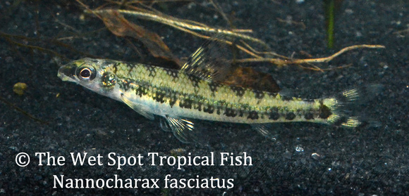 Nannocharax fasciatus - Banded African Darter Tetra