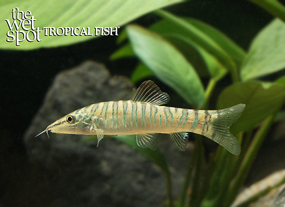Syncrossus hymenophysa"Green Tiger Loach"