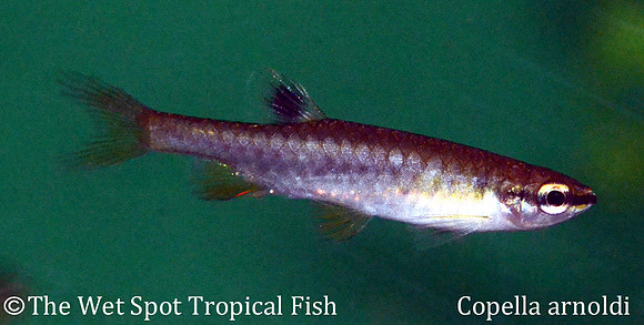 Copella arnoldi - Splash Tetra
